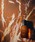 Aesop�i�C�\�b�v�j�́u�I���m�� �I�[�h�p���t�@�� 50mL�i�����j�v�b���̑�