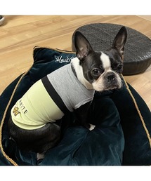 muumdog】犬服 スイカのクールクロスニット UVカット率約90％(SU