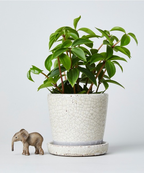 カラーグレーズポット（プランター）（フラワーベース）｜TODAY'S