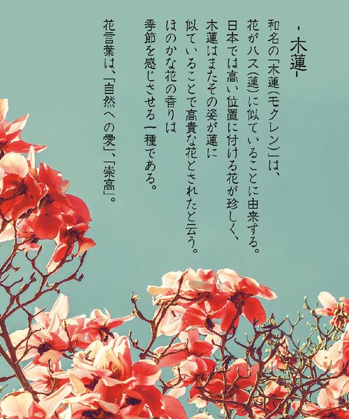 超お買い得 の カヤ 木蓮ワンピース 最安値挑戦 の