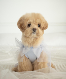 MY LITTLE DOG（マイ リトル ドッグ）の「メリージェーンスリーブレス - ブルー（ペットウェア）」