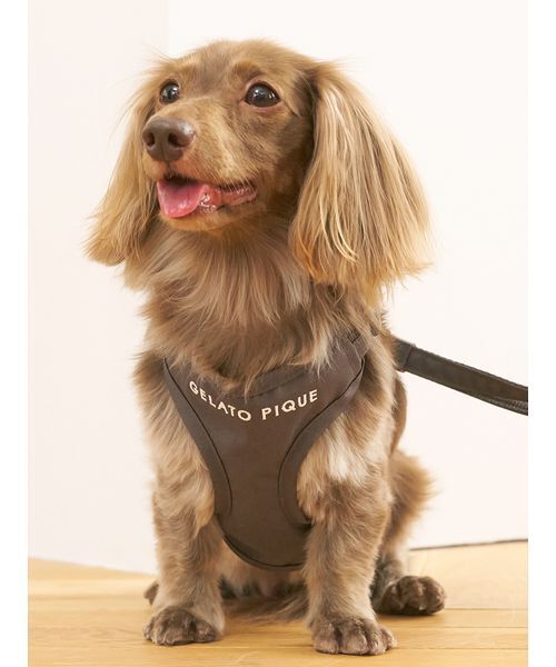 gelato pique(ジェラートピケ)の「【CAT&DOG】背中あきハーネス(リード/ハーネス/首輪・レディース・チャコールグレー/ブラウン・S/M/L)」の1枚目の写真