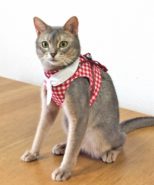 猫の暮らし/ねこのくらし/ハンドルベスト ギンガムセーラー/猫用品（リード/ハーネス/首輪）｜猫の暮らし（ネコノクラシ）