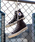 CONVERSEiRo[Xj́uyCONVERSE / Ro[XzCANVAS ALL STAR / I[X^[ J HIiXj[J[jvbuE