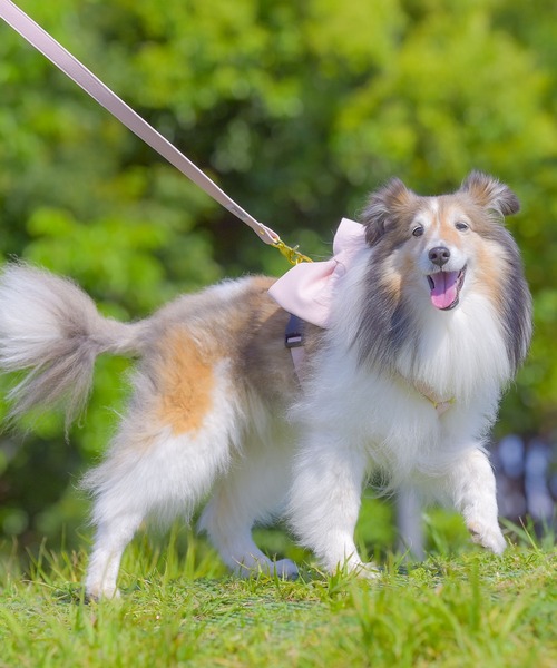 スウェード ビッグリボンハーネス（リード/ハーネス/首輪）｜ONEKOSAMA