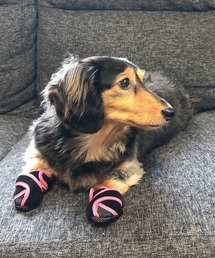 SVEC（シュベック）の「Inutabi / 足袋 ドッグ シューズ / 犬 靴（ペットウェア）」