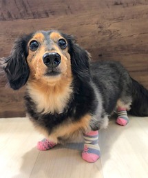 SVEC（シュベック）の「Skitter / ドッグ ソックス / 犬用靴下（ペットウェア・キッズ）」