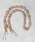 Topologie�i�g�|���W�[�j�́uBungee Strap�y�X�g���b�v�P�́z�i�X�}�z�O�b�Y�j�v�b�x�[�W��