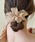 Lace Ladies�i���[�X���f�B�[�X�j�́u���^���b�N �o�[�t�� �V�t�H�� �t�����[�i�w�A�s���j�v�b���J