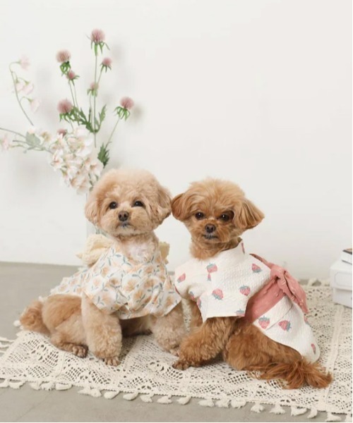 セール】[moncheri モンシェリ] 冷感水彩いちご柄浴衣 / 犬 犬服
