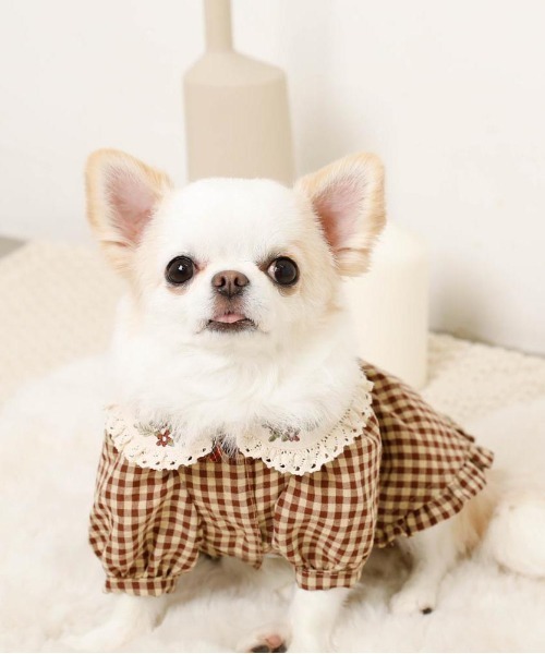 犬服　フラワースマイルチェック　デザイン　ワンピース見本 フラワー襟刺繍入りギンガムチェックワンピース（ペットウェア