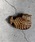 COMMON WAREiREFA[j́u4on:Matsuo Miyuki Bone Brooch ݂䂫 {[v[`iu[`/RT[WjvbF