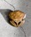 COMMON WAREiREFA[j́u4on:Matsuo Miyuki Bone Brooch ݂䂫 {[v[`iu[`/RT[WjvbJ