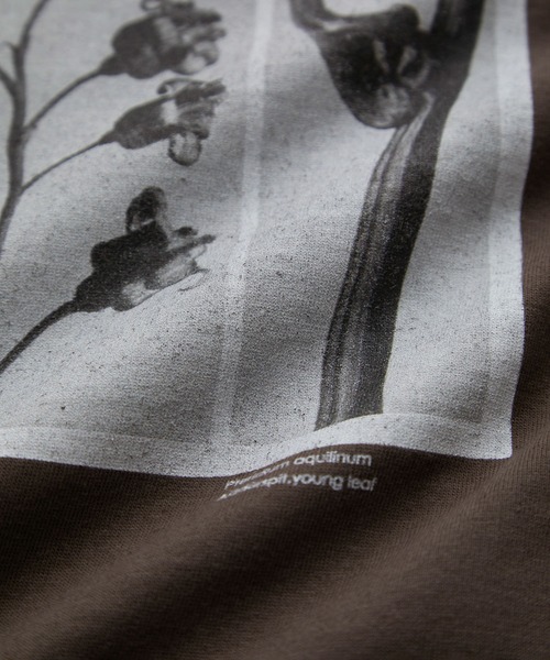 SALON adam et rope'(サロン アダム エ ロペ)の「【WEB限定】【KARL BLOSSFELDT(カールブロスフェルト)】ロングスリーブTシャツ(Tシャツ/カットソー・レディース・ブラウン/ブラウン系その他2/ホワイト系その他/ホワイト・FREE)」の6枚目の写真