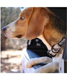 ムラサキスポーツ（ムラサキスポーツ）の「WOLFGANG/ウルフギャング 犬用 首輪 HideOut Collar M WC-002-74（リード/ハーネス/首輪）」