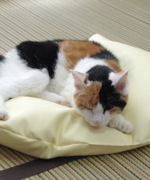 暑さが応える