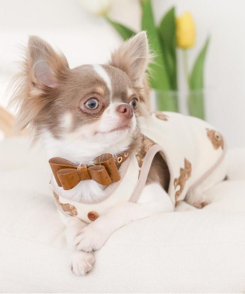 moncheri（モンシェリ）の「くまさんパイピングトップス / 犬服 / ドッグウェア（ペットウェア・レディース・アイボリー・S/M/L/XL）」の3枚目の写真