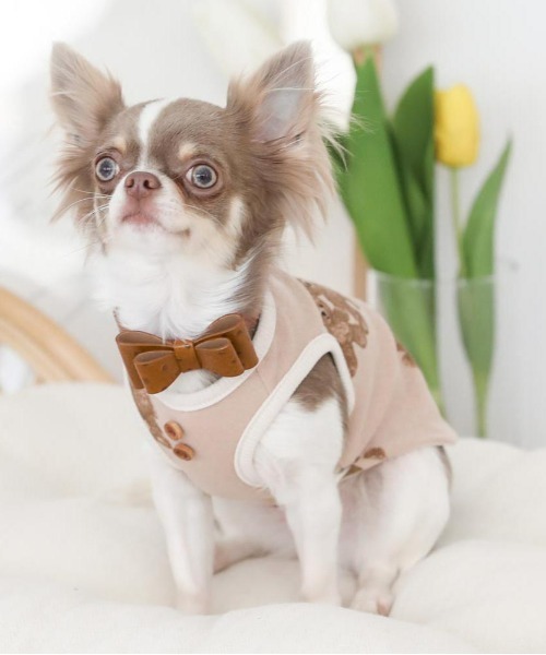 moncheri（モンシェリ）の「くまさんパイピングトップス / 犬服 / ドッグウェア（ペットウェア・レディース・アイボリー・S/M/L/XL）」の8枚目の写真