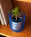 BIRTHDAY BARio[XfCo[j́uySAHIR Tq[zWire basket STCYiCeAG݁jvblCr[