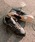 adidas�i�A�f�B�_�X�j�́u�t�H�[���� 84 ���[ ADV [Forum 84 Low ADV] / �A�f�B�_�X�I���W�i���X adidas Originals�i�X�j�[�J�[�j�v�b�u���b�N×���b�h