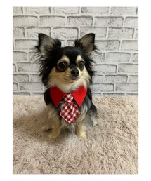 tone（トーン）の「【MocoHouse】襟付きネクタイ 犬用ネクタイ/ペット用ネクタイ(SU)（リード/ハーネス/首輪）」