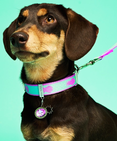 MMCHOKK リードセット パイナップルシリーズ（リード/ハーネス/首輪）｜MMCHOKK（エムエムチョック） 8,615円