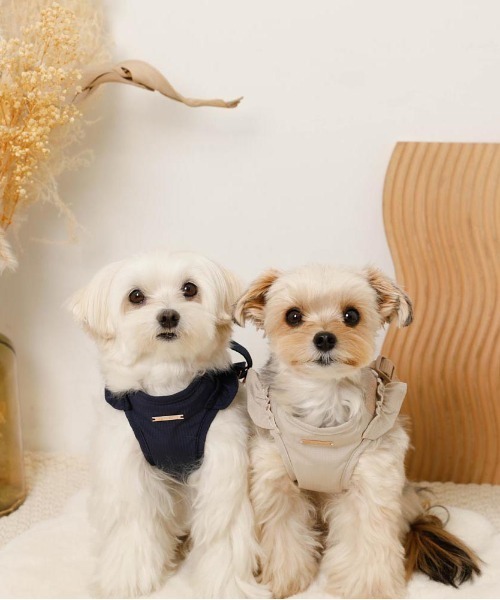 ショルダーフリルハーネス＋リードSET【ワンタッチ着脱・サイズ調整