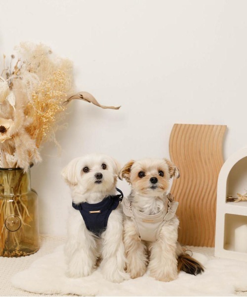 moncheri（モンシェリ）の「ショルダーフリルハーネス＋リードSET【ワンタッチ着脱・サイズ調整可能】（リード/ハーネス/首輪・レディース・ベージュ/ネイビー/ピンク/アイボリー/ブルー・S/M/L/XL）」の6枚目の写真