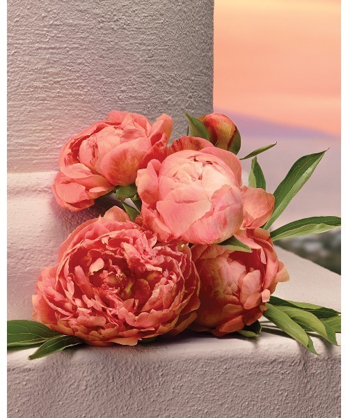 ドルチェ＆ガッバーナ マイ ディヴォーション オードパルファム