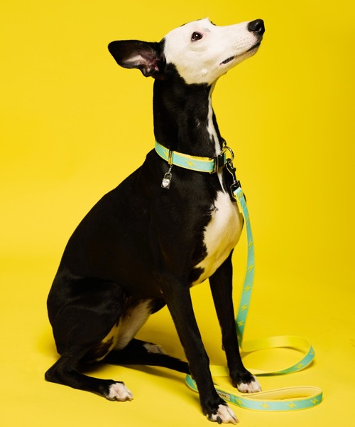 お出かけに! A.P.C 犬用首輪・リードセット ロゴ シンプル上品♪ Amazon | ベストアンサー リード ハーネスタイプ ボックス柄 XS