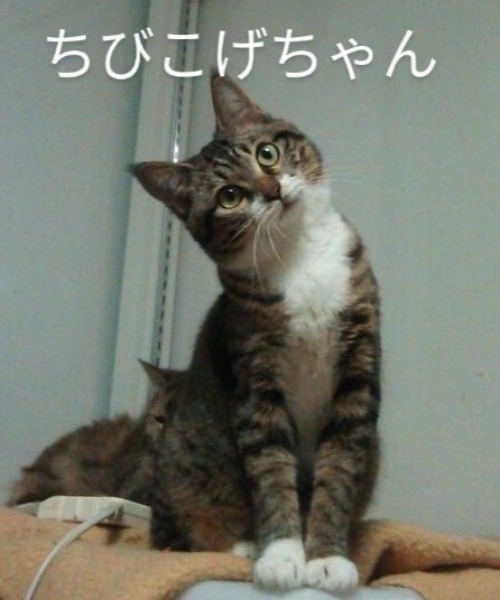 AS】保護猫トートバッグ ツートンカラー AS（トートバッグ