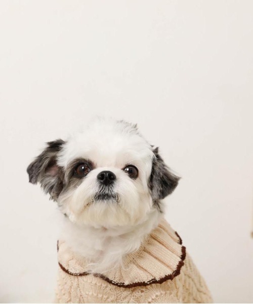 moncheri(モンシェリ)の「バイカラーフリル衿ニットトップス(ペットウェア・レディース・ブルー/アイボリー・S/M/L/XL)」の7枚目の写真