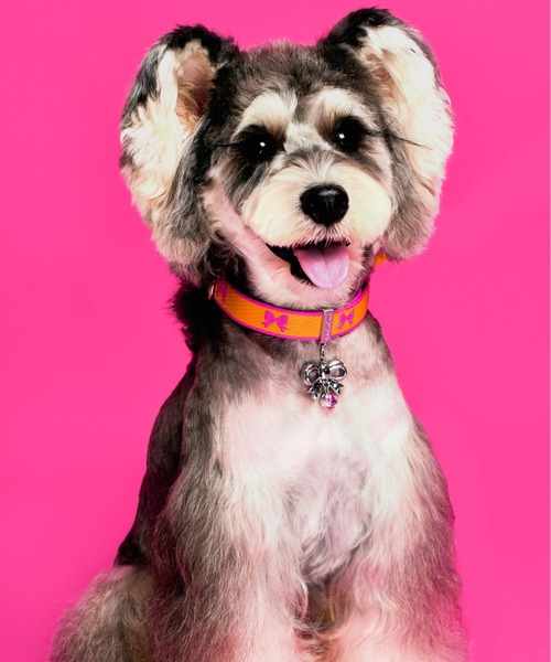 MMCHOKK リードセット リボンシリーズ（リード/ハーネス/首輪）｜MMCHOKK（エムエムチョック）