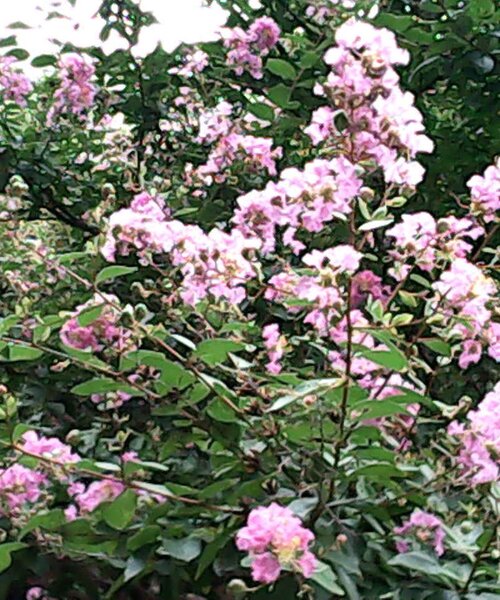 BIRTHDAY BAR(バースデイバー)の「レトロ-1 超小型デジタルカメラ(生活家電・レディース・ホワイト/オレンジ・0)」の18枚目の写真