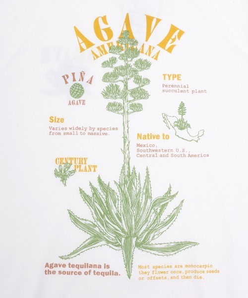 チチカカ(チチカカ)の「Orale! アガベプリントラウンドヘムロングTシャツ(Tシャツ/カットソー・レディース・パープル/ホワイト/チャコールグレー・FREE)」の19枚目の写真