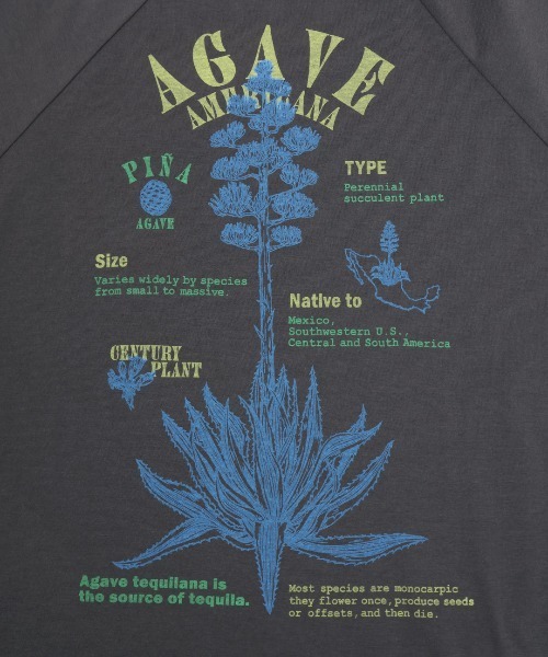 チチカカ(チチカカ)の「Orale! アガベプリントラウンドヘムロングTシャツ(Tシャツ/カットソー・レディース・パープル/ホワイト/チャコールグレー・FREE)」の20枚目の写真