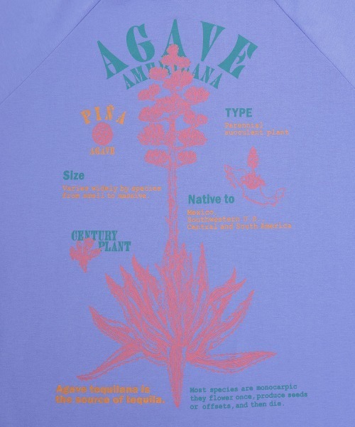 チチカカ(チチカカ)の「Orale! アガベプリントラウンドヘムロングTシャツ(Tシャツ/カットソー・レディース・パープル/ホワイト/チャコールグレー・FREE)」の21枚目の写真