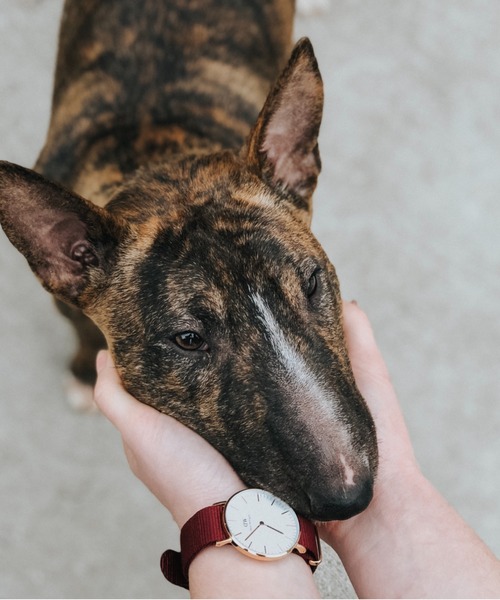 Daniel Wellington(ダニエルウェリントン)の「CLASSIC ROSELYN 時計ベルト(アナログ腕時計・レディース・シルバー/ピンクゴールド・18mm/20mm)」の6枚目の写真