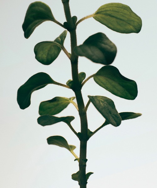 LOEWE Perfumes（ロエベ パルファム）の「ロエベ リキッドソープ オレガノ（ハンドソープ・レディース・その他・FREE）」の3枚目の写真