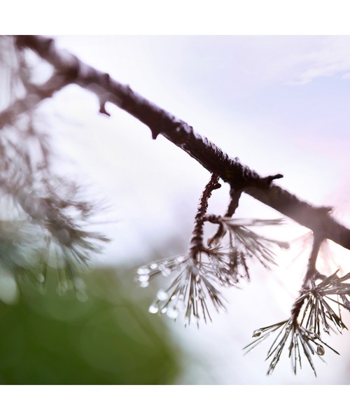 Maison Margiela Fragrances(メゾン マルジェラ フレグランス)の「レプリカ オードトワレ ウェン ザ レイン ストップス (10mL)(香水・レディース・その他・FREE)」の6枚目の写真