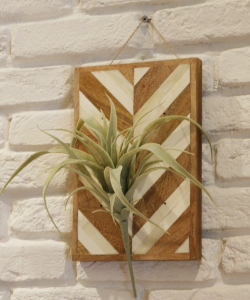 Air Plants Holder L エアプランツ ホルダー Lサイズ その他雑貨 Monique Chartland By Goody Grams モニークチャートランドバイグッディグラムス のファッション通販 Zozotown