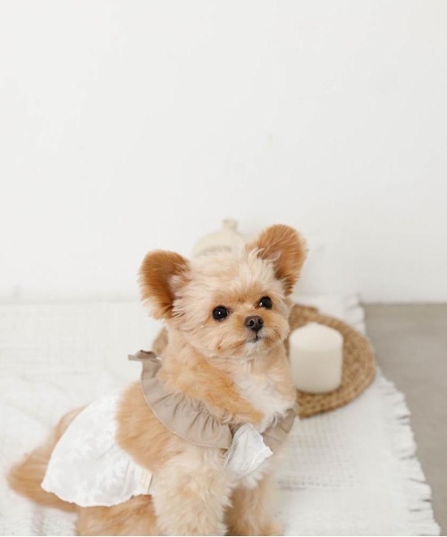 moncheri モンシェリ ] 冷感リボンギャザー刺繍ワンピ / 犬 犬服