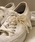 emesuelee�i�G���X�[���[�j�́u�p�[�����{�� �V���[���[�X�`���[�� 2set�i�V���[�Y����/�G�݁j�v�b�z���C�g