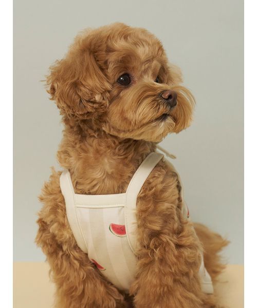 gelato pique（ジェラートピケ）の「【CAT&DOG】【接触冷感】 ストライプ柄Coolingプルオーバー（ペットウェア・レディース・ブルー/グリーン/ピンク/イエロー・S/M/L）」の7枚目の写真