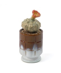 POST GENERAL（ポストジェネラル）の「POST GENERAL / ポストジェネラル　ザ カクティポット（インテリア雑貨）」