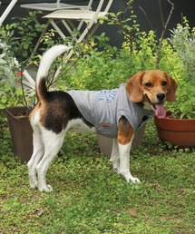 KRIFF MAYER Lady's Collection（クリフメイヤーレディースコレクション）の「【犬服・ドッグウェア】ロゴスウェットクルー（ペットウェア）」