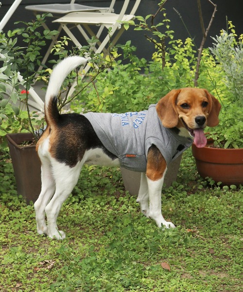 KRIFF MAYER（クリフメイヤー）の「【犬服・ドッグウェア】ロゴスウェットクルー（ペットウェア・レディース・オートミール/マスタード/グリーン/カラフル/ブラック/グレー・SMALL/MEDIUM/LARGE/X-LARGE）」の2枚目の写真