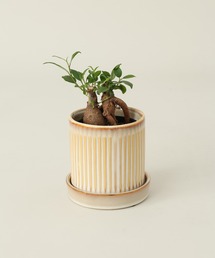 TODAY'S SPECIAL(�g�D�f�C�Y�X�y�V����)��RAFFINATO CRM / 681392(�t�����[�x�[�X)