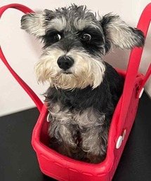 Vipoa（ヴィポア）の「Pet rubber bag（その他ペットグッズ）」