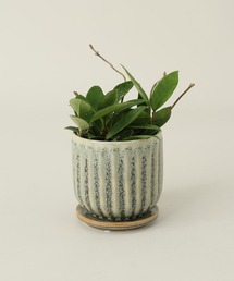 TODAY'S SPECIAL(�g�D�f�C�Y�X�y�V����)��KAUNIS PLT S / 681390(�t�����[�x�[�X)